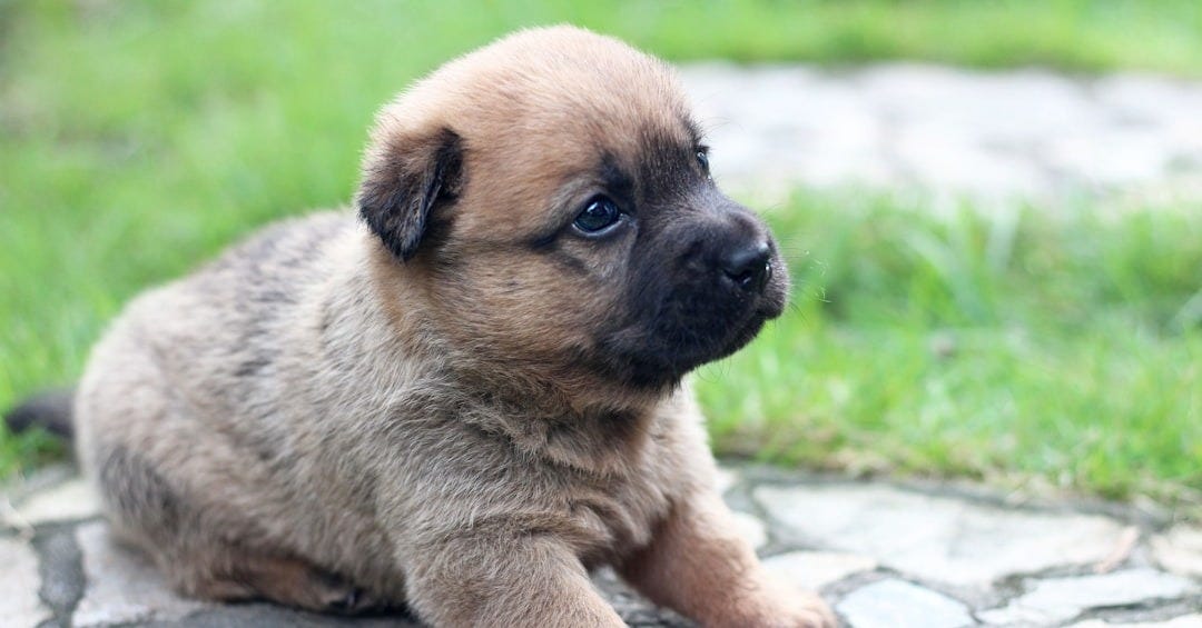 brown and black short coated puppy on brown concrete floor