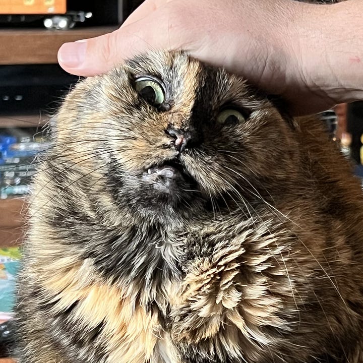 A gallery of four pictures of Dagmar's face close up with various funny expressions