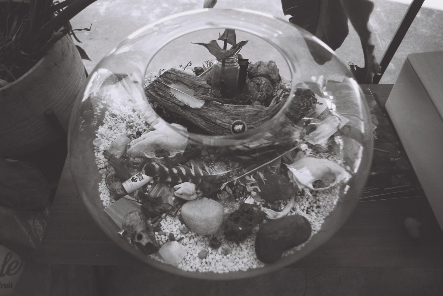 Black and white film photo of terrarium