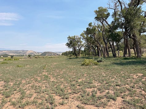 A gallery of fire mitigation techniques at Redwing Ranch: cleared logs piled in an open field, an open grassy area beneath a stand of mature cottonwood trees, and a pile of cleared dead brush and branches, all part of reducing fuel loads across the property.