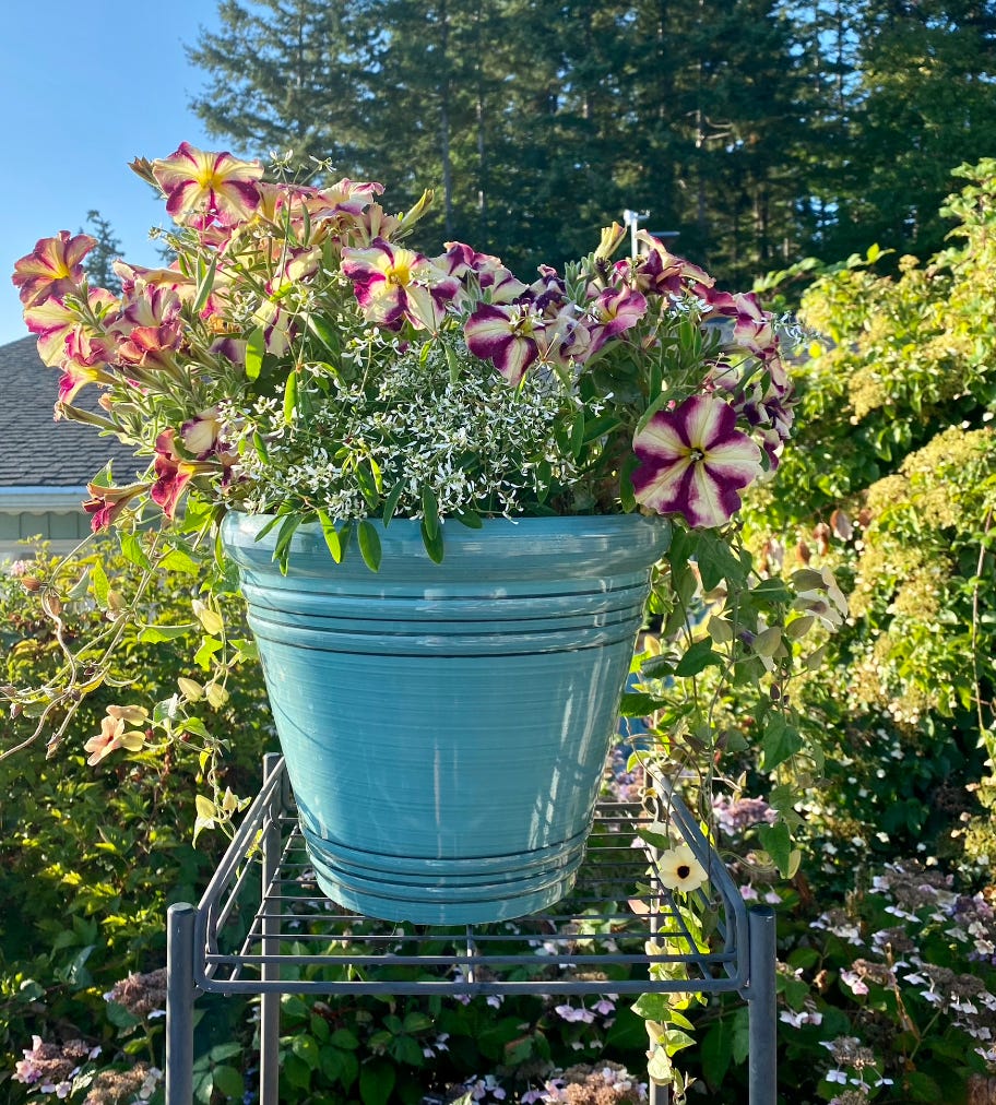 Container Gardening Explained, Pt. 2