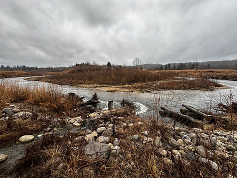 river with native grasses and saplings
