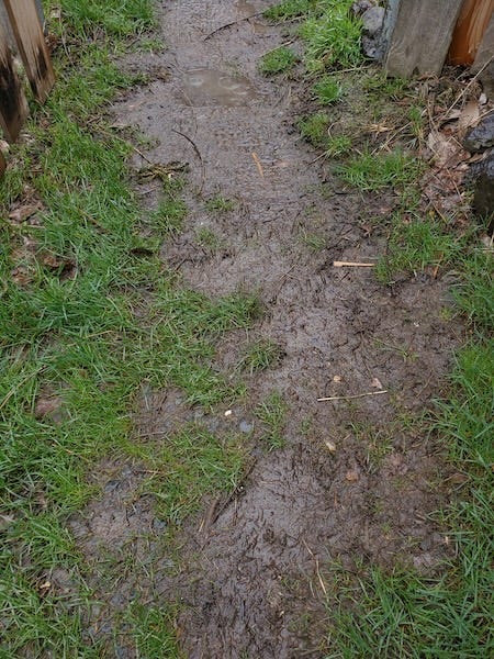 a muddy trail surrounded by green grass leads through a garden gate