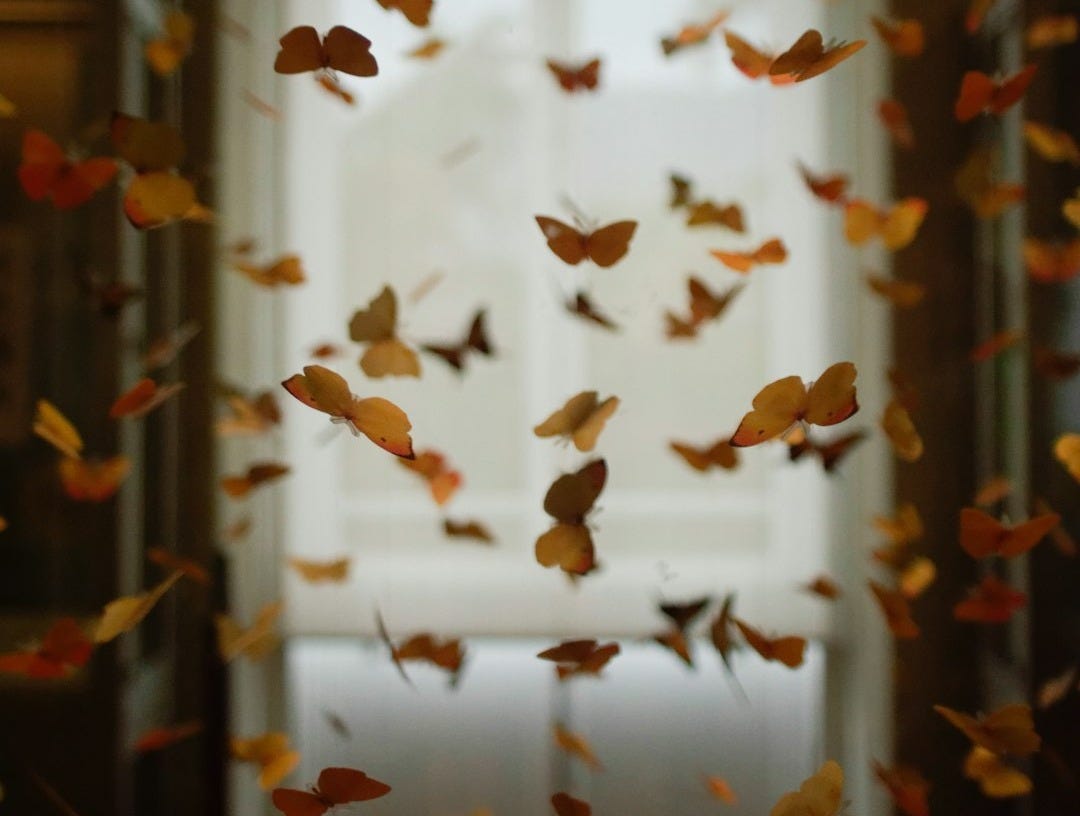 yellow and orange butterfly lot
