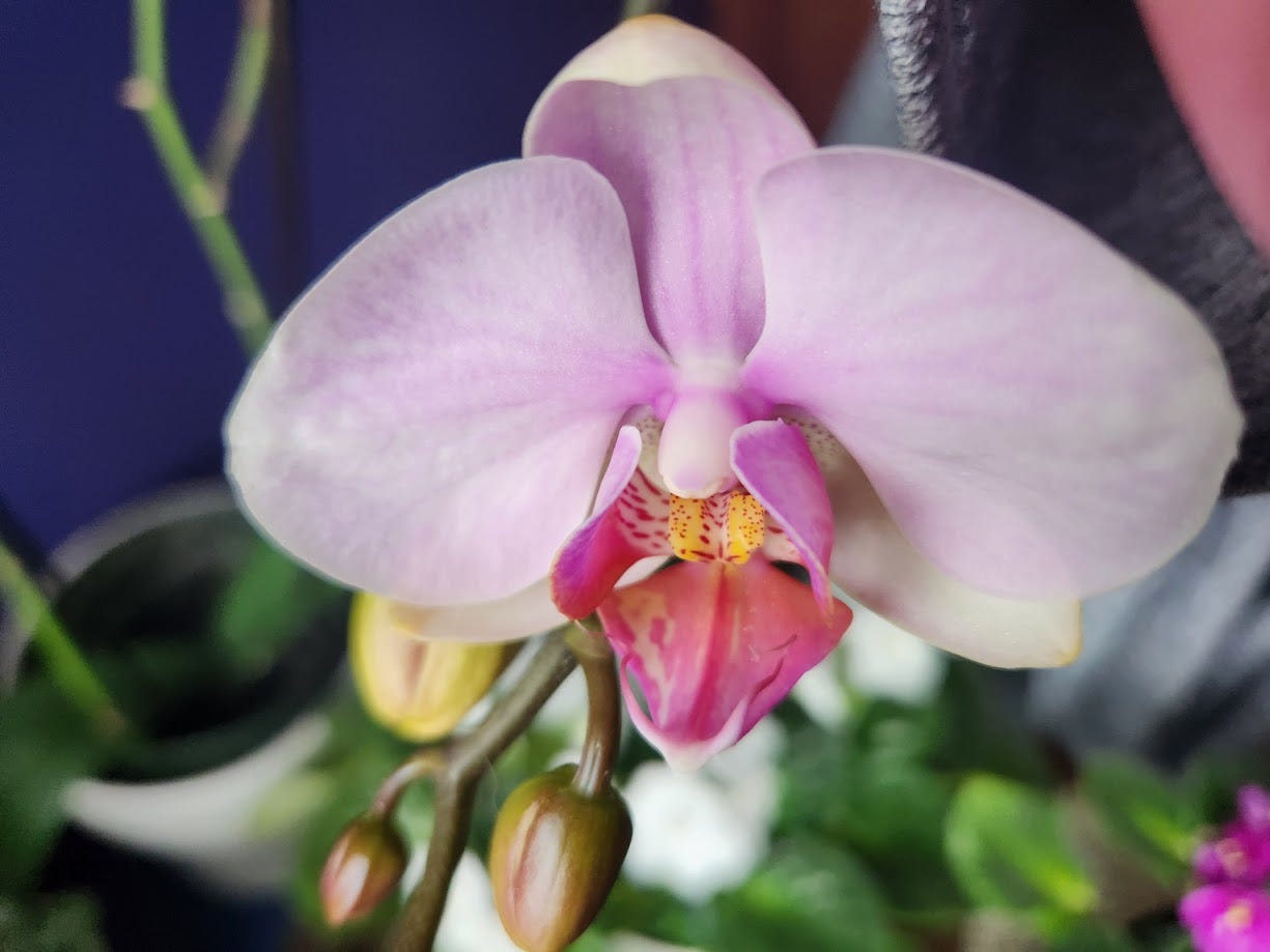Picture of an orchid bloom.