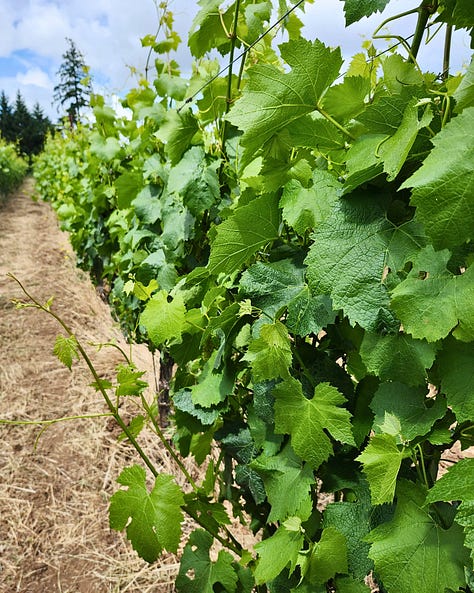 Beautiful natural wine, Oregon Vineyard, budding vines, wine with a view