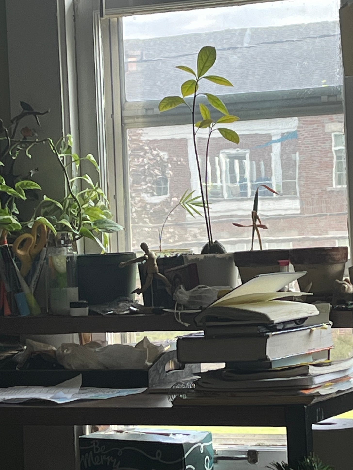 A photo of Joseph's desk, which has plenty of plants and other things on it. There is an avocado tree that towers over the rest. There is a window and a building outside of it. A photo of Joseph's desk, which has plenty of plants and other things on it. There is an avocado tree that towers over the rest. There is a window and a building outside of it.