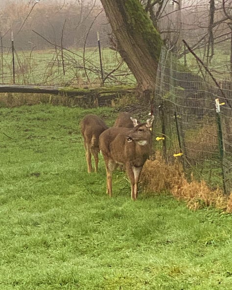 three beautiful brown (mule i think?) deer