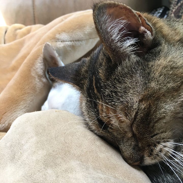 A gallery of four pictures of Willow's face. Three are cropped from other images in the post and one is her head resting on a blanket with eyes closed.