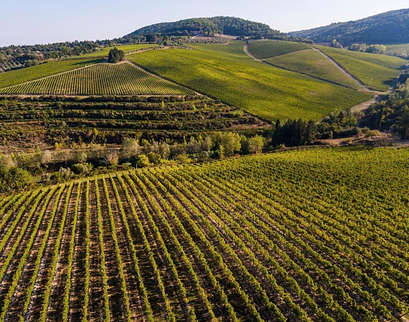 Marchesi Antinori's Tignanello vineyard in Tuscany.