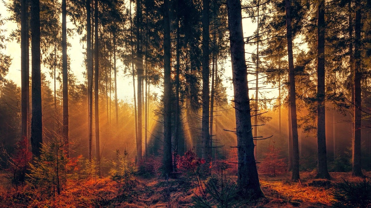 Free Forest Fog photo and picture