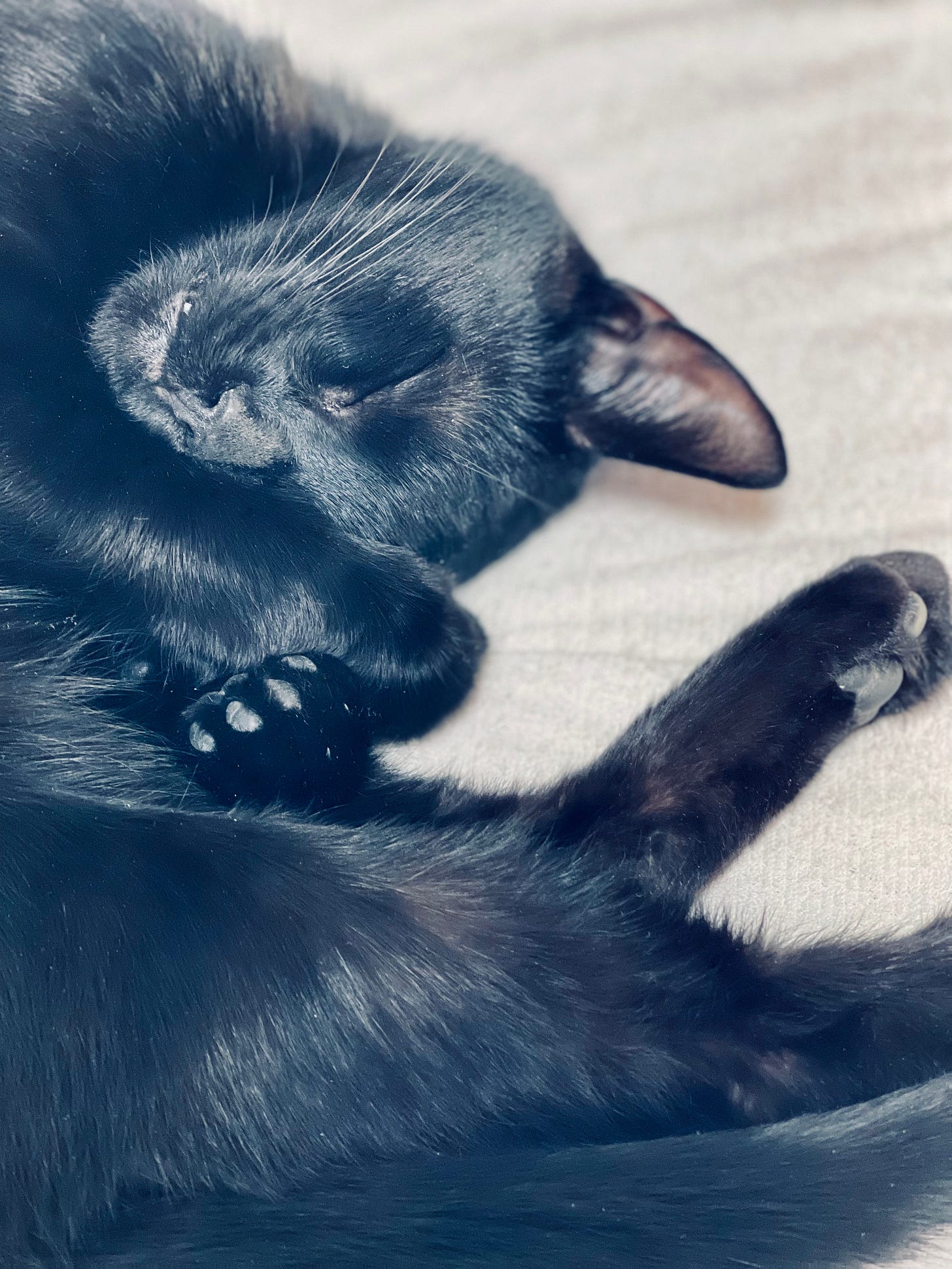 sleeping cat