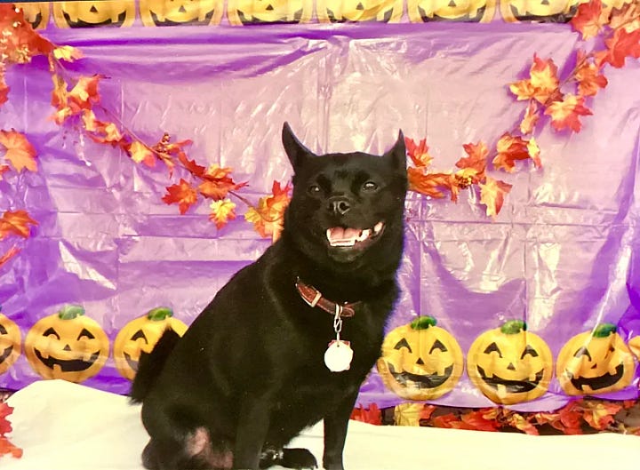 Small black dog in four different poses