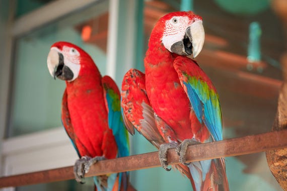 macaws