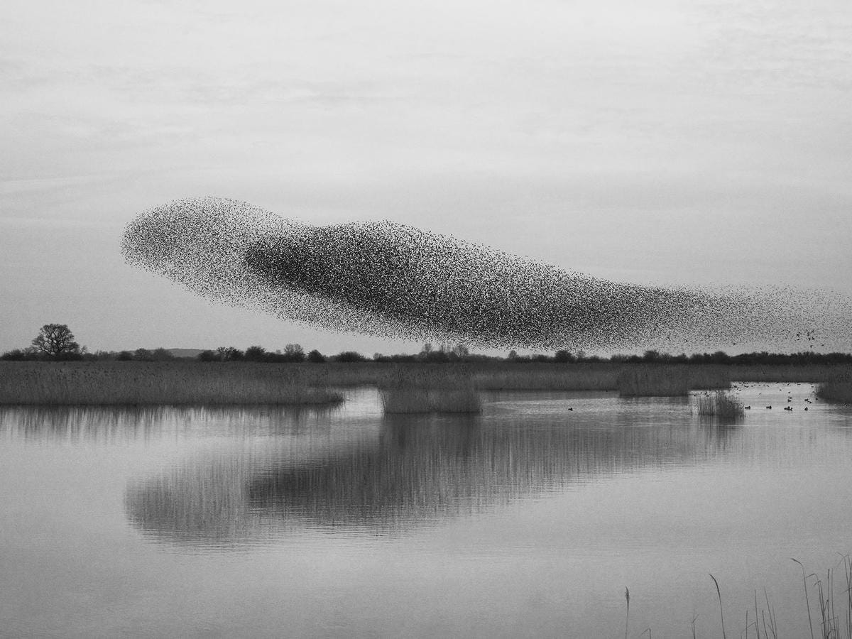 A large murmuration of starlings