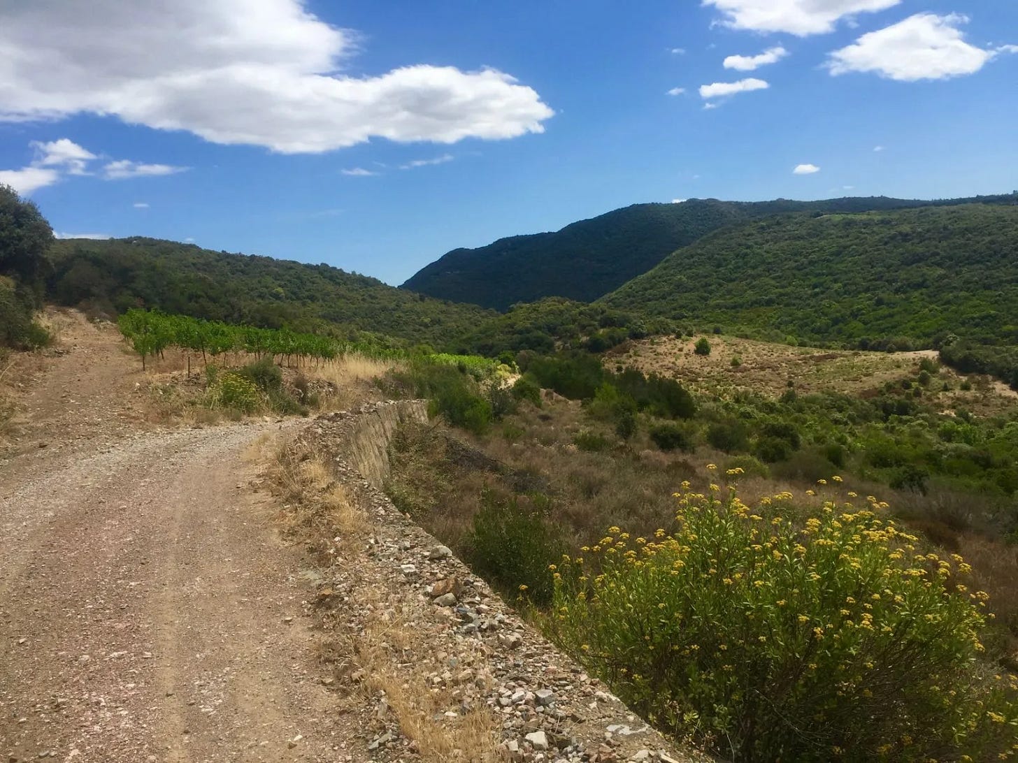 Dans les garrigues Dans les garrigues