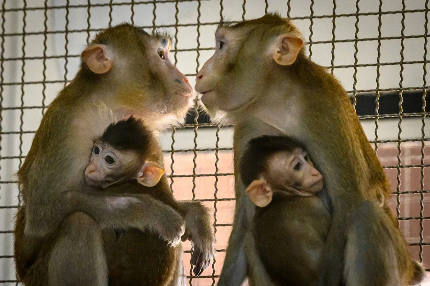 Lab Monkeys for $26,000 Show China's Biotech Quest to Rival US - Bloomberg