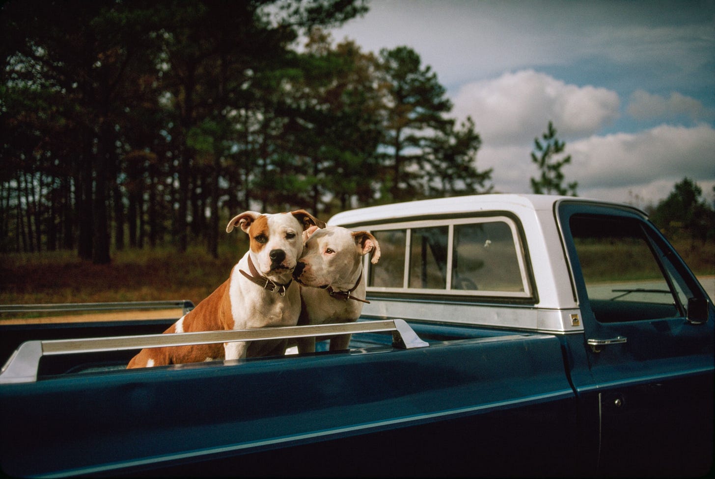 dogs sitting in the bed of a truck dogs sitting in the bed of a truck