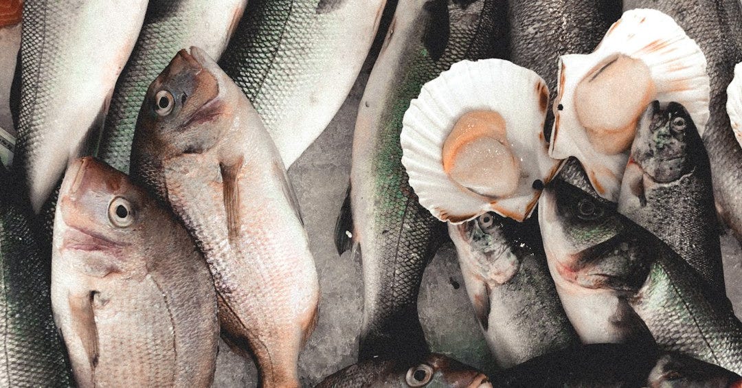 gray fishes on ice gray fishes on ice