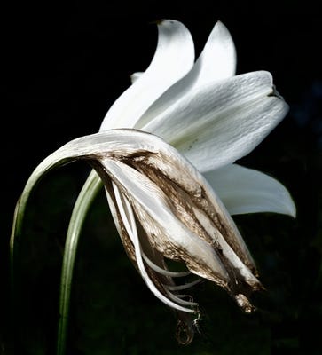 Image result for wilting lily