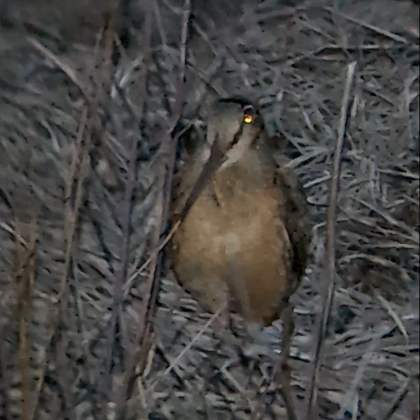 Seen from front in dim light, a football-shaped bird with a brown belly and grey head, throat and back. The large eye glows yellow in reflect camera flash. The very long, thin, dark bill leads to black stripes that run to the eye.