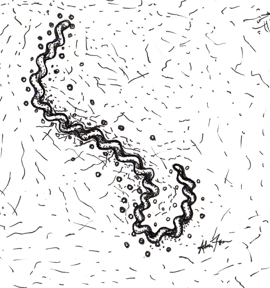 Leptospira spirochetes as incapacitating antipersonnel biological weapons