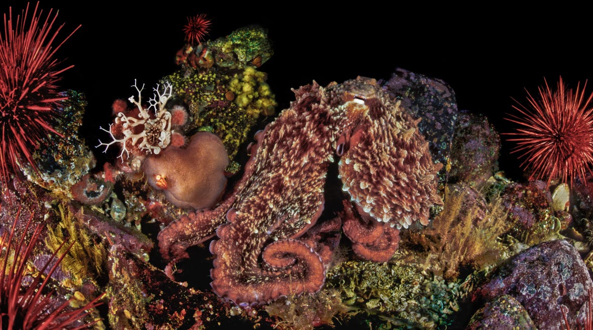 The Octopus: How Its Evasion Skills and Escape Tactics Amaze Scientists