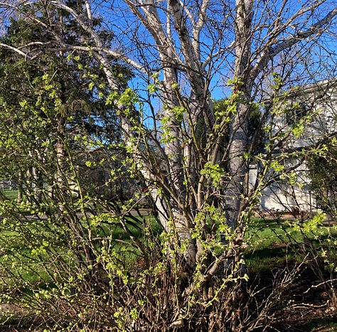 Images of buds on bushes and trees, flowering trees, a hammock and moss.
