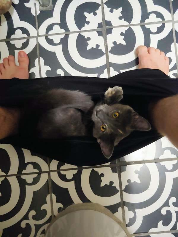 I know you don't mind, human. - Credit: Reddit/u/Alxc93 I know you don't mind, human. - Credit: Reddit/u/Alxc93