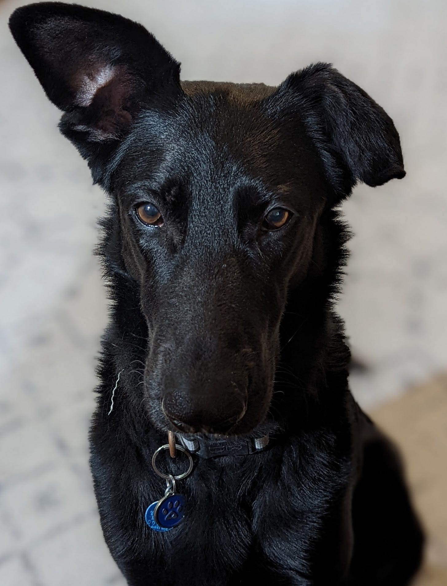 Doggo office colleague