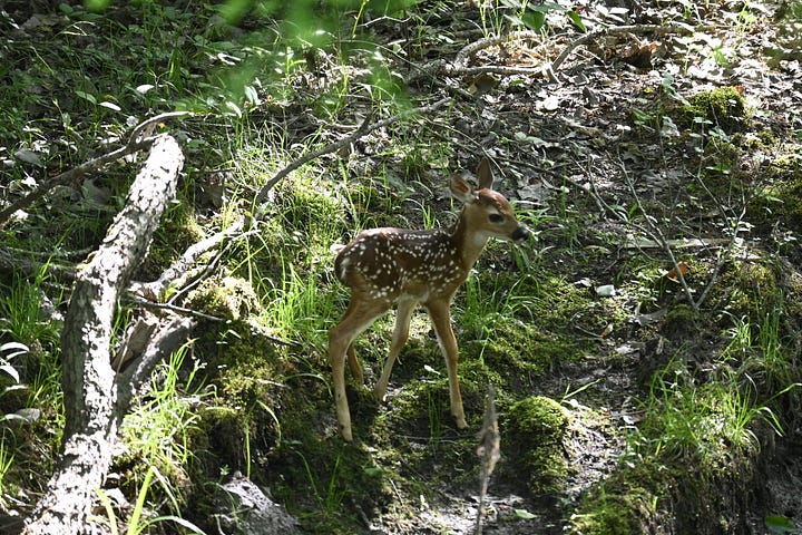 A spotted fawn in the woods