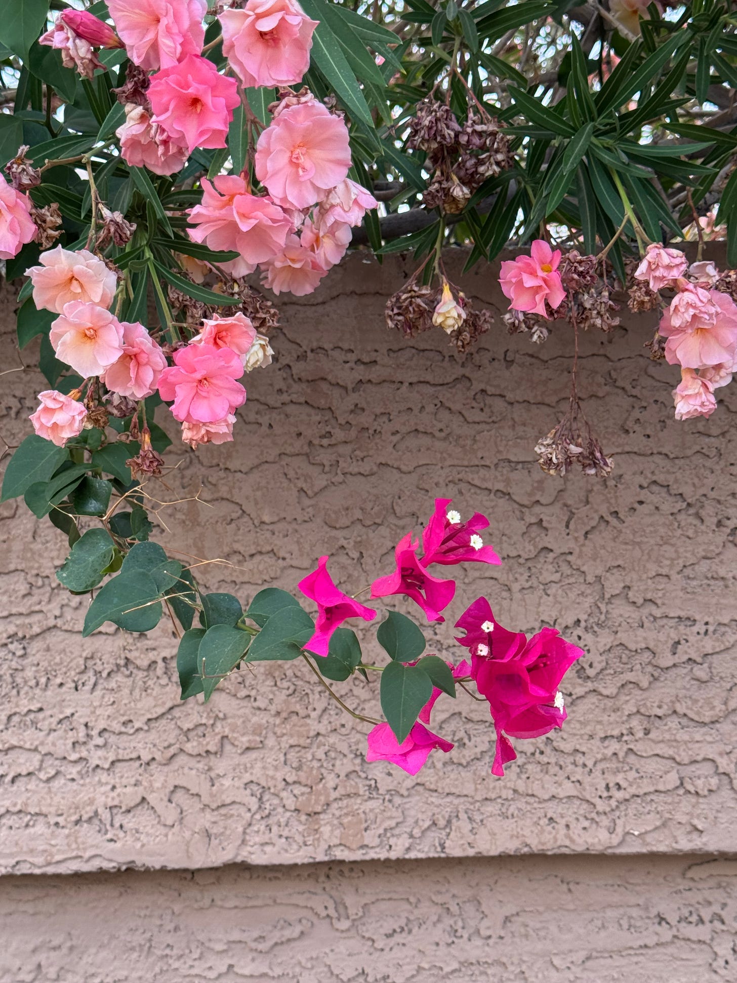 light pink flowers and dark pink flowers on a tan stucco background representing the idea of sparking hope