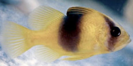 Soapfish