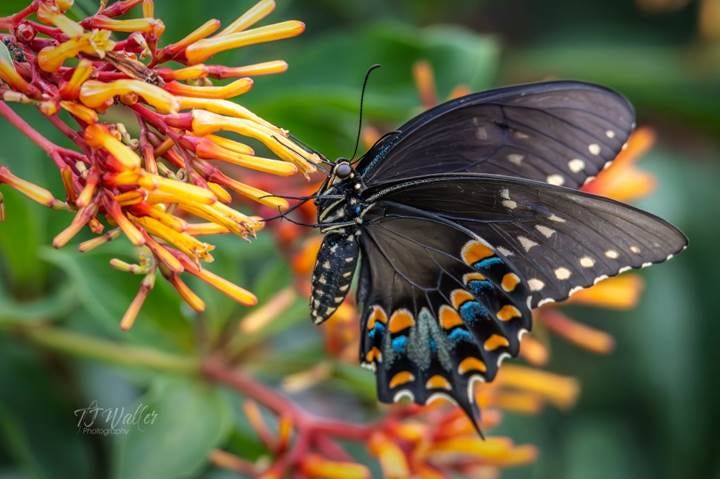 Spicebush Butterfly Fueling Station Spicebush Butterfly Fueling Station