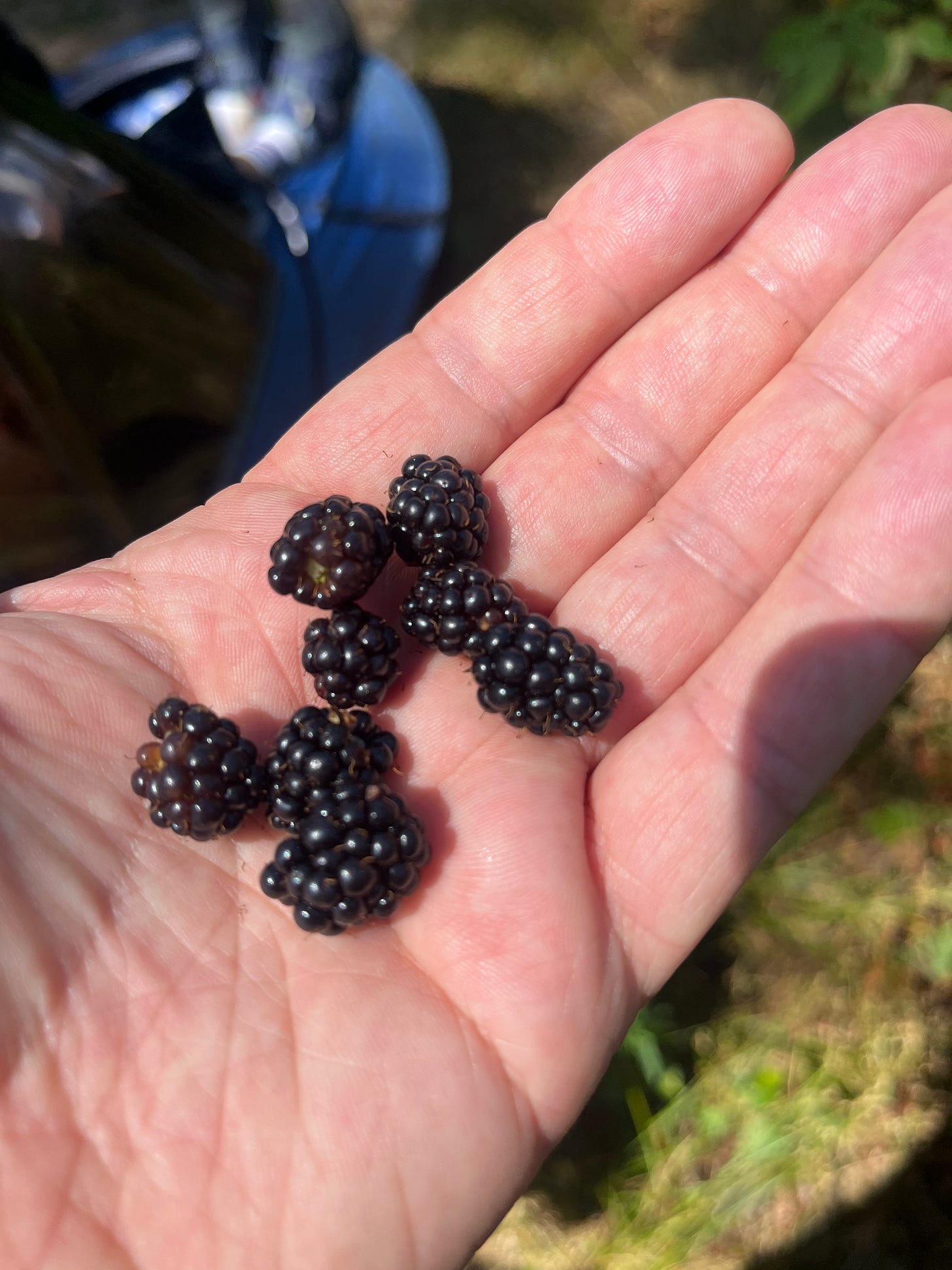 A bunch of plump ripe blackberries sitting in the palm of my hand
