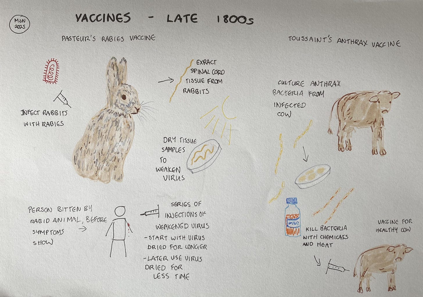 A diagram showing how Pasteur made his vaccine by growing it in rabbits, extracting the virus from spinal cords and weakening, also Toussaint's anthrax vaccines which killed the anthrax bacteria