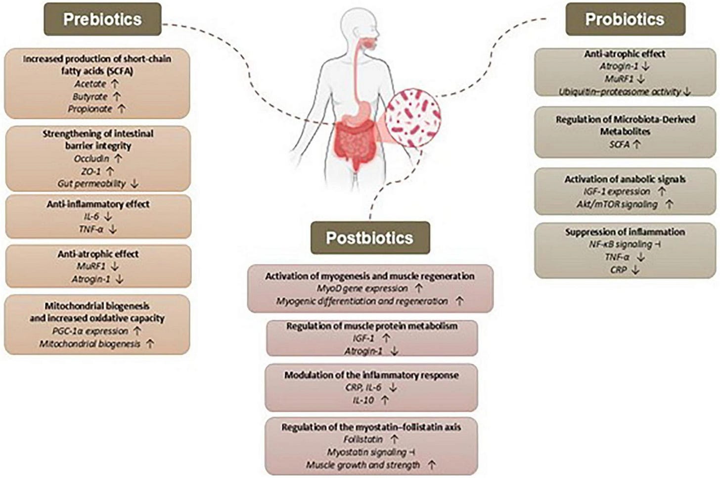 Infographic displaying effects of prebiotics, probiotics, and postbiotics on human health, with a central outline of a digestive system. Listed benefits include anti-inflammatory, anti-atrophic, metabolic, and muscle-regenerative effects, with key molecular markers and pathways affected indicated by up or down arrows. Infographic displaying effects of prebiotics, probiotics, and postbiotics on human health, with a central outline of a digestive system. Listed benefits include anti-inflammatory, anti-atrophic, metabolic, and muscle-regenerative effects, with key molecular markers and pathways affected indicated by up or down arrows.