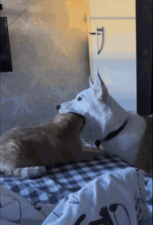 Dog Eating Cat Dog GIF - Dog Eating Cat Dog Cat - Discover & Share GIFs