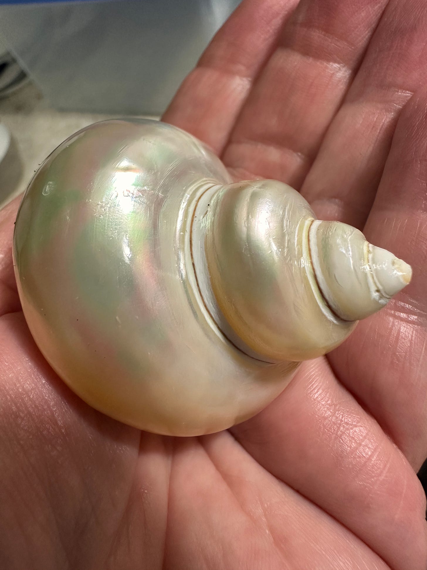 A light coloured shiny shell is on the palm of my hand