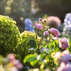 From Lawn to Bloom: The Making of a Flower Garden No.1
