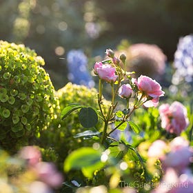 From Lawn to Bloom: The Making of a Flower Garden No.1