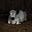 Shimmy's avatar