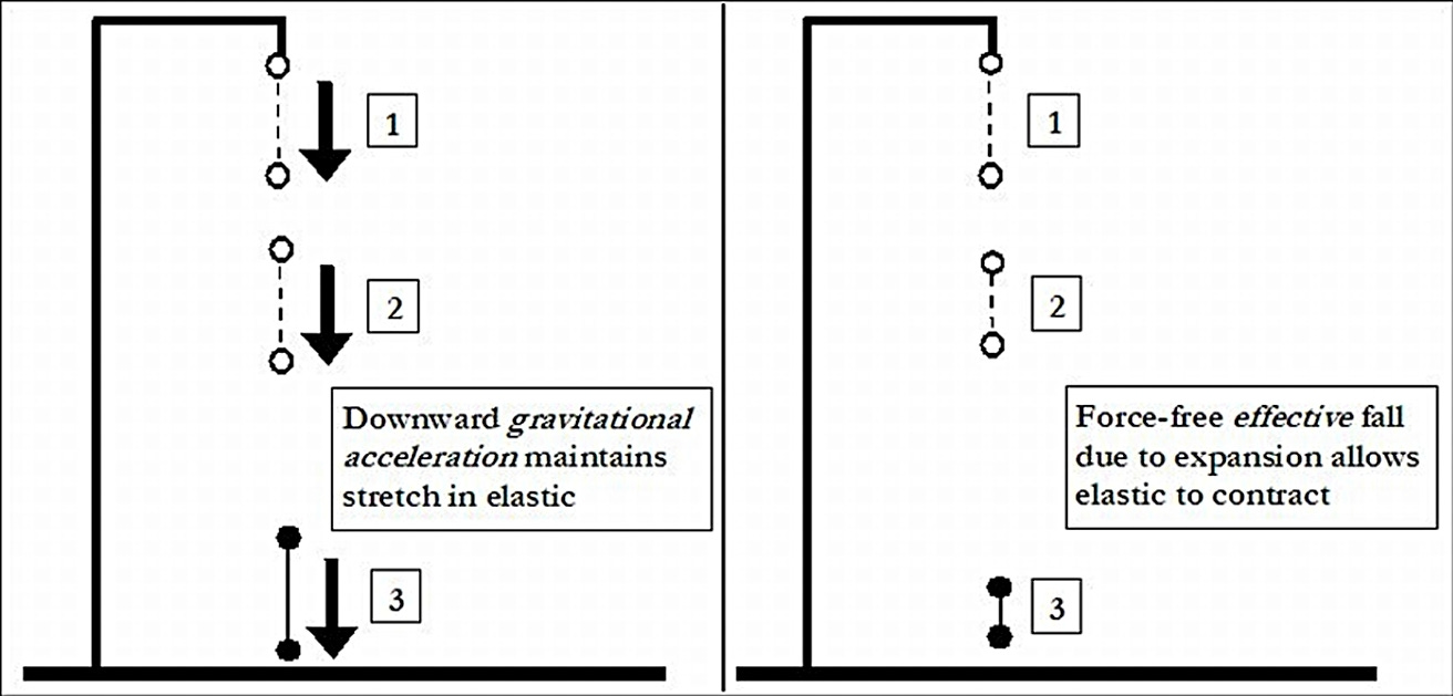 Both on the left and right, we see a support holding two balls joined by a stretched elastic band, with number 1 beside them to show the first second. The left represents Newton’s gravity. After letting go, for the second and third seconds, the elastic band remains fully stretched, as would be expected if the same downward force was pulling equally on both balls. And the text says: Downward gravitational acceleration maintains stretch in elastic. The right represents Expansion Theory. At the second second, the elastic band is contracting, and on the third it is fully contracted, with the text saying: Force-free effective fall due to expansion allows elastic to contract. Both on the left and right, we see a support holding two balls joined by a stretched elastic band, with number 1 beside them to show the first second. The left represents Newton’s gravity. After letting go, for the second and third seconds, the elastic band remains fully stretched, as would be expected if the same downward force was pulling equally on both balls. And the text says: Downward gravitational acceleration maintains stretch in elastic. The right represents Expansion Theory. At the second second, the elastic band is contracting, and on the third it is fully contracted, with the text saying: Force-free effective fall due to expansion allows elastic to contract.