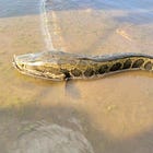 Bestiale #127 - La testa di serpente settentrionale, cicale trasformate in zombie e altri animali