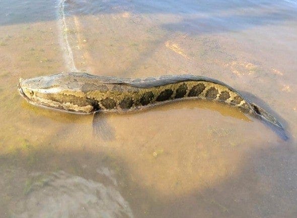 MDC confirms fourth invasive northern snakehead captured in Missouri |  Missouri Department of Conservation