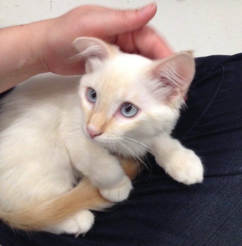 Cream Kitten Cream Kitten