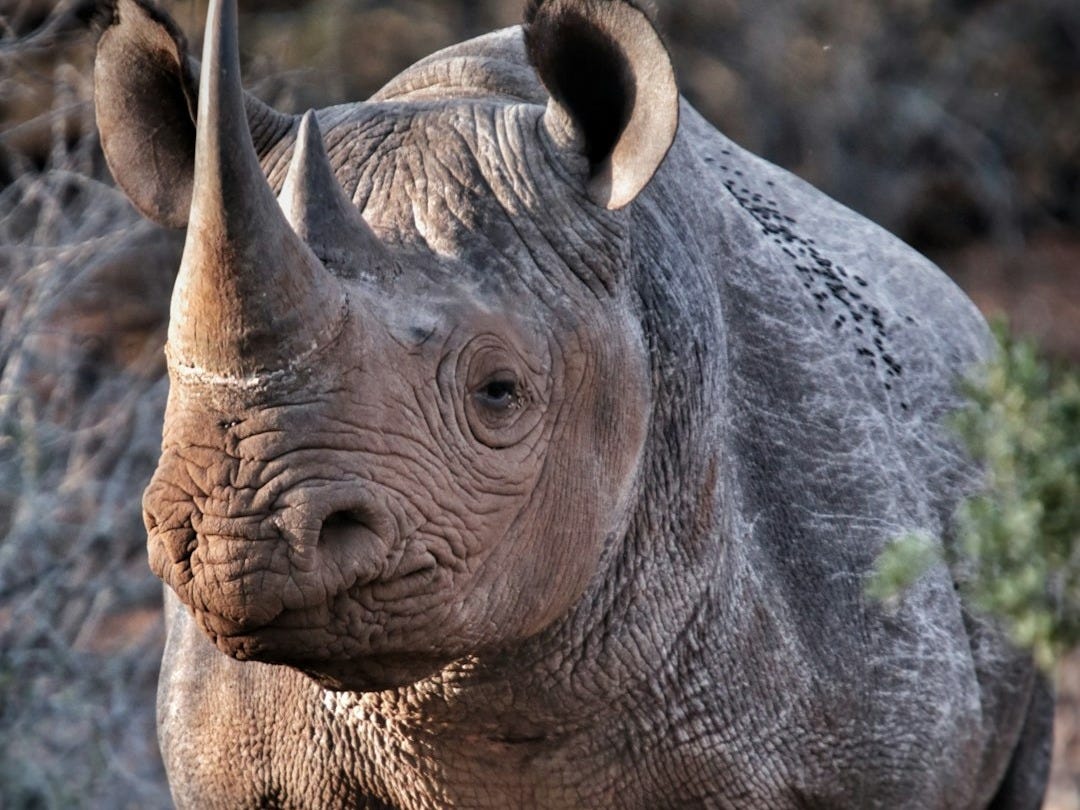 a rhinoceros is standing in a field a rhinoceros is standing in a field