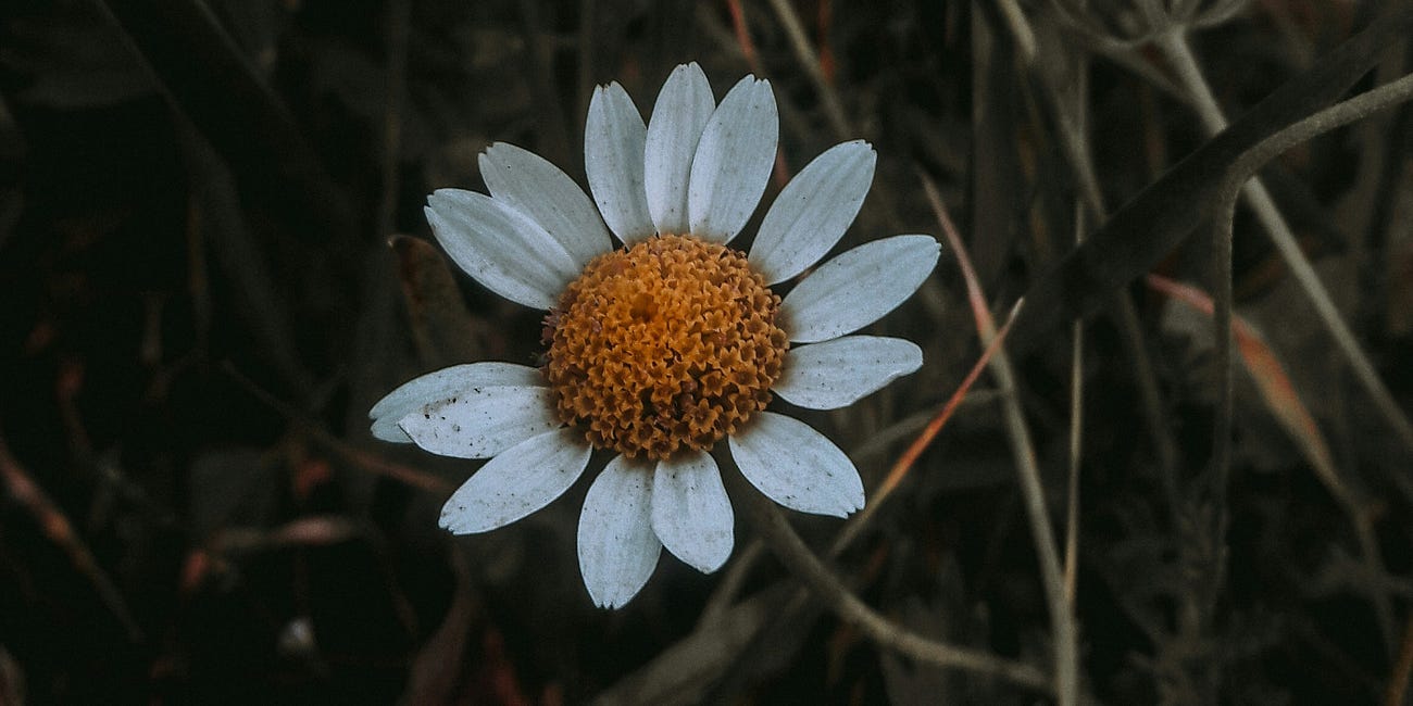 29. The Wild Enchantment Club | Adornment and greeting a wildflower