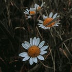 29. The Wild Enchantment Club | Adornment and greeting a wildflower