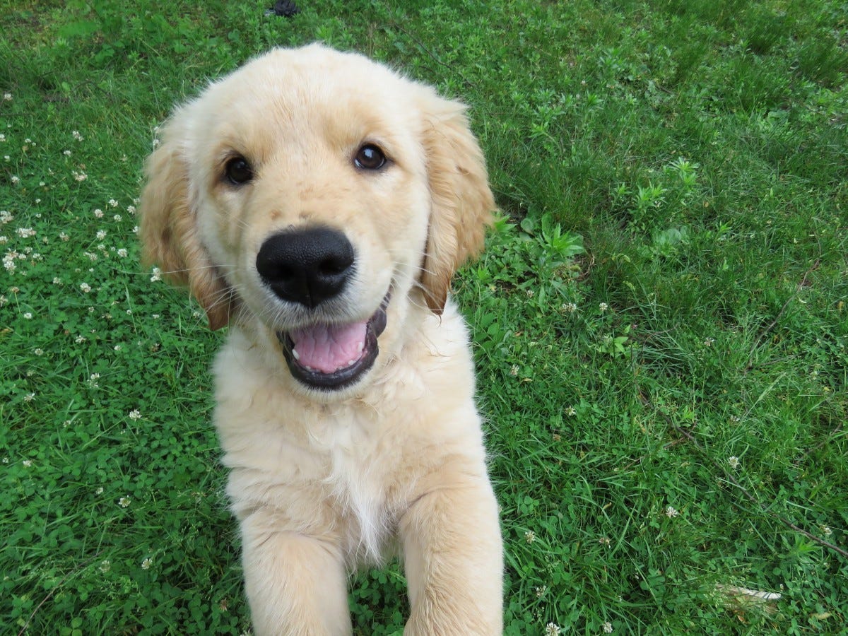 play, puppy, dog, animal, cute, canine, summer, jumping, pet, portrait, young, golden, mammal, baby, friend, playful, face, family, fun, golden retriever, happy, vertebrate, funny, adorable, dog breed, retriever, purebred, goldendoodle, dog like mammal, carnivoran, dog crossbreeds